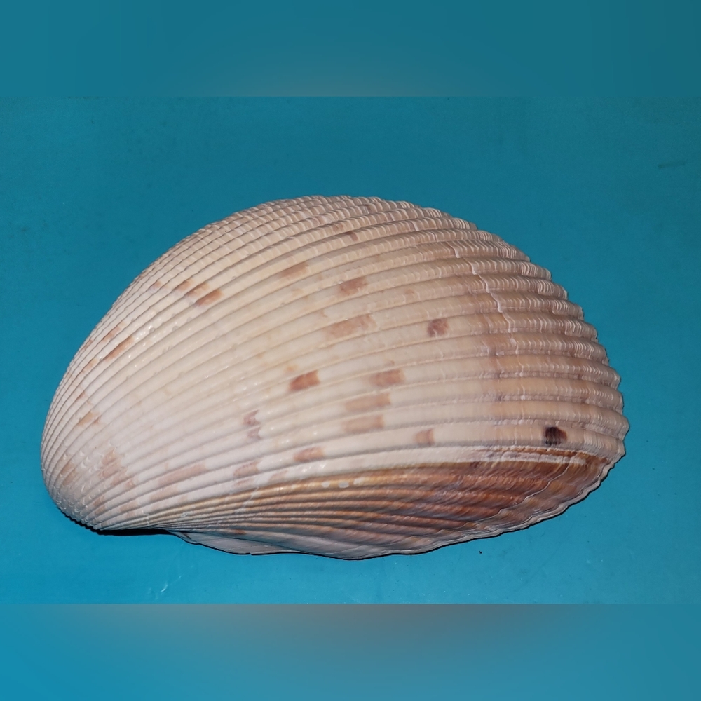 Large Cockle Seashell for Crafting or Decorating, trinket dish, soap holder